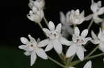 Fourleaf milkweed